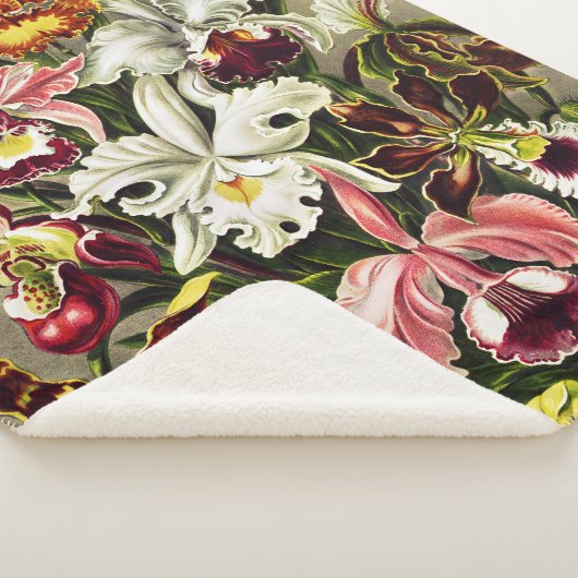 Couverture Sherpa Orchidées, Orchidée Denusblumen Ernst Haeckel (3/4)