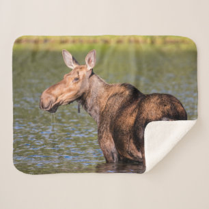 Couverture Sherpa Orignal se nourrissant dans le parc national de Gl