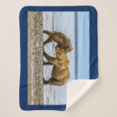 Couverture Sherpa Ours brun côtier (Devant)