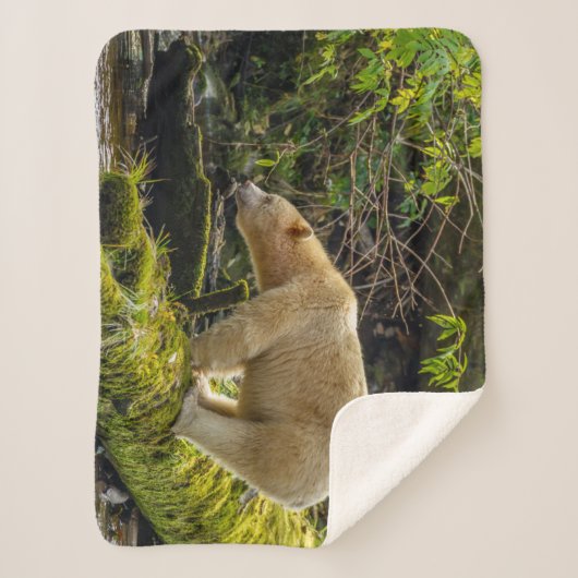 Couverture Sherpa Ours d'esprit blanc (Devant)