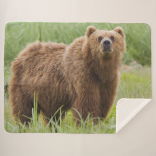 COUVERTURE SHERPA OURS KODIAK