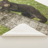 Couverture Sherpa Ourson noir dans un arbre (3/4)