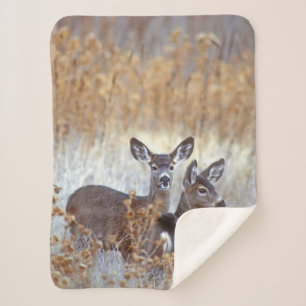 Couverture Sherpa Paire de cerfs mulet sauvages Californie