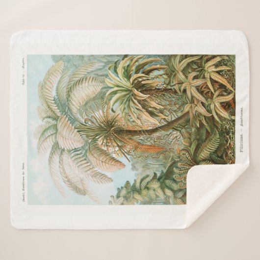 Couverture Sherpa Palm Tree Ernst Haeckel (Devant (Horizontal))