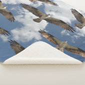 Couverture Sherpa Parade de balbuzard pêcheur dans le ciel couvertur (3/4)