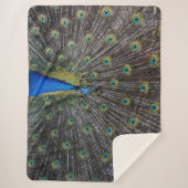 COUVERTURE SHERPA PEACOCK (Devant)