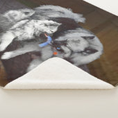 Couverture Sherpa Peinture Keeshond Playtime - Jolie art original ch (3/4)