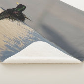 Couverture Sherpa Petit oiseau sur l'eau (3/4)