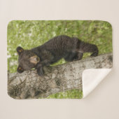 Couverture Sherpa Petit Ours noir dans l'arbre (Devant (Horizontal))