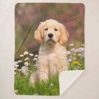 Photo mignonne d'animal de visage de chiot de