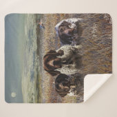 Couverture Sherpa Pointeurs allemands à poils courts (Devant (Horizontal))