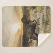 Couverture Sherpa Pointeurs germains (GSP) (Devant (Horizontal))