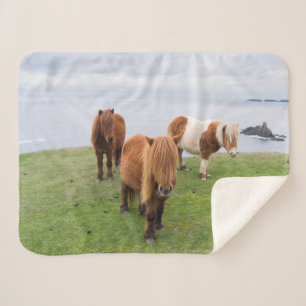 Couverture Sherpa Poney Shetland dans un pâturage près de hautes fal