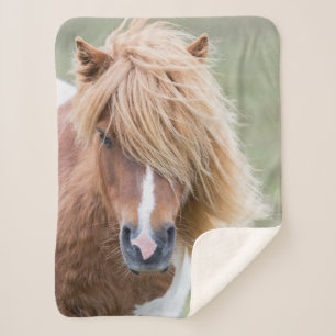 Couverture Sherpa Poney Shetland sur l'île d'Unst