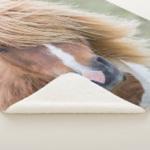 Couverture Sherpa Pony Shetland sur l'île d'Unst (3/4)