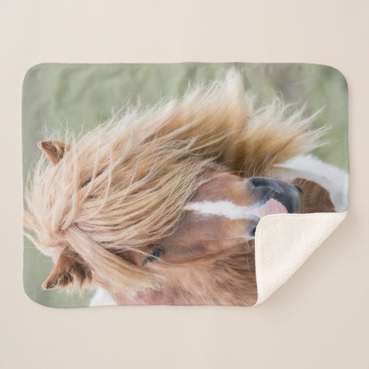 Couverture Sherpa Pony Shetland sur l'île d'Unst (Devant (Horizontal))