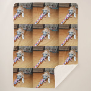 Couverture Sherpa Poppy le Bull Terrier chiot jeu temps,