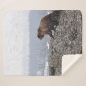 COUVERTURE SHERPA PORTEZ LA FAMILLE EN YELLOWSTONE (Devant (Horizontal))