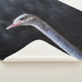 Couverture Sherpa portrait d'autruche (3/4)