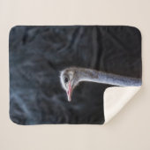 Couverture Sherpa portrait d'autruche (Devant (Horizontal))