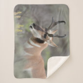 Couverture Sherpa Pronghorn Antelope Buck | Grand Tétons (Devant)