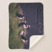 Couverture Sherpa Puffins de l'Atlantique (Devant)