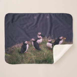 Couverture Sherpa Puffins de l'Atlantique
