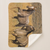 Couverture Sherpa Ranch Living at The Ponderosa Ranch (Devant)