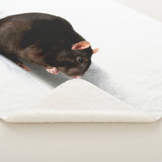 Couverture Sherpa Rat sbcnm (3/4)