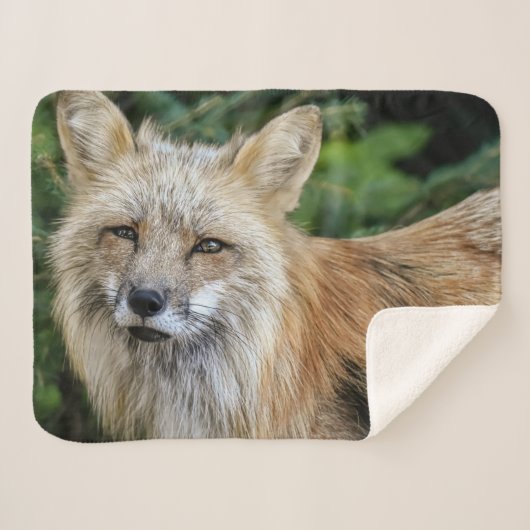 Couverture Sherpa Renard sauvage (Devant (Horizontal))