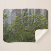 Couverture Sherpa Rhododendron dans le parc national Redwood en Cali (Devant (Horizontal))