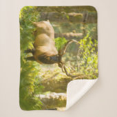 Couverture Sherpa Roosevelt Elk | Parc National Olympique, Washingto (Devant)
