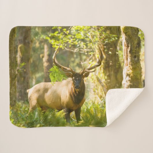 Couverture Sherpa Roosevelt Elk | Parc National Olympique, Washingto (Devant (Horizontal))