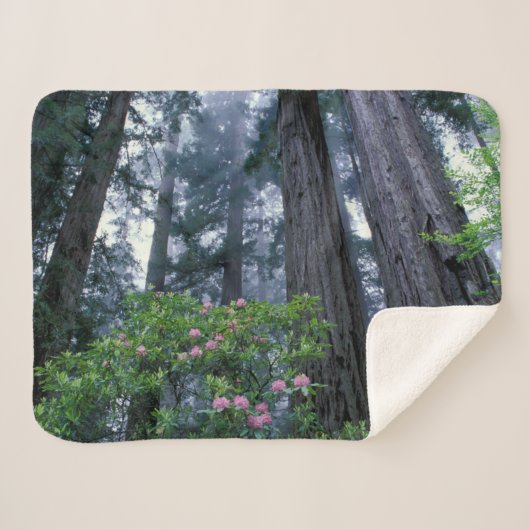Couverture Sherpa Séquoias côtiers et rhododendrons (Devant (Horizontal))