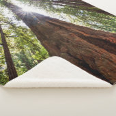 Couverture Sherpa Séquoias géants (3/4)