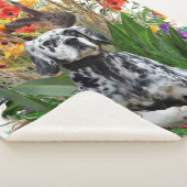 Couverture Sherpa Setter anglais (3/4)