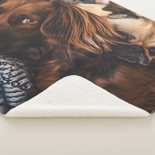 Couverture Sherpa Setter et Carlin irlandais (3/4)