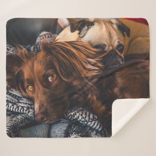Couverture Sherpa Setter et Carlin irlandais (Devant (Horizontal))