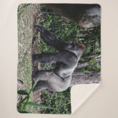 COUVERTURE SHERPA SILVERBACK GORILLOA (Devant)