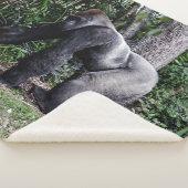COUVERTURE SHERPA SILVERBACK GORILLOA (3/4)