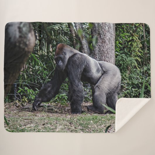 COUVERTURE SHERPA SILVERBACK GORILLOA (Devant (Horizontal))