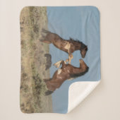 Couverture Sherpa Stallions de Cheval Sauvage combattant (Devant)