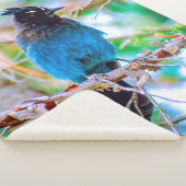 Couverture Sherpa Steller's Jay - Photographie originale (3/4)