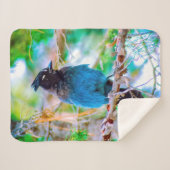 Couverture Sherpa Steller's Jay - Photographie originale (Devant (Horizontal))