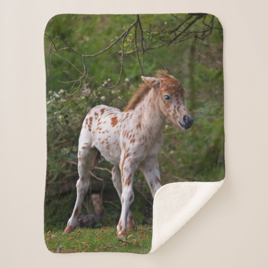 Couverture Sherpa Taches de rousseur (Devant)