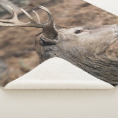 Couverture Sherpa The King's Deer of Richmond Park, Londres, Royaume (3/4)