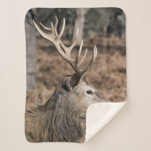 Couverture Sherpa The King's Deer of Richmond Park, Londres, Royaume