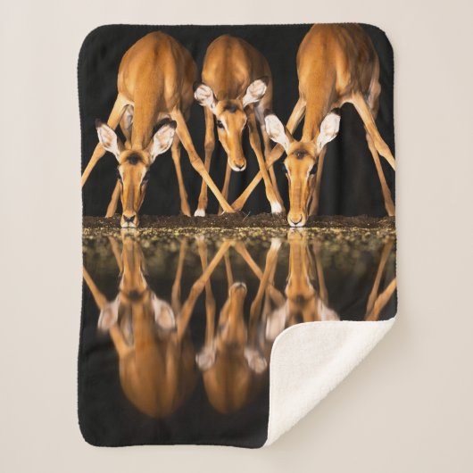 Couverture Sherpa Three Impala Drink Together at Night (Devant)