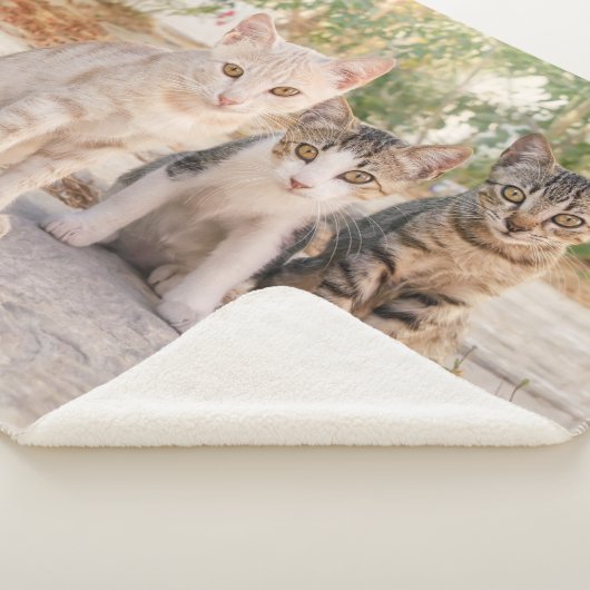 Couverture Sherpa Three young cute cat kittens sit friendly together (3/4)