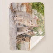 Couverture Sherpa Three young cute cat kittens sit friendly together (Devant)